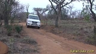 A safari turned into a sex scene in this clip