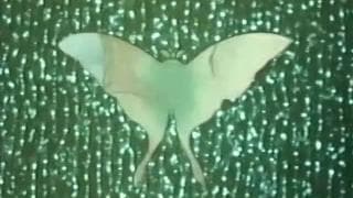 An entertaining hentai with a beautiful woman