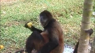 Nikki Montana will have a double penetration