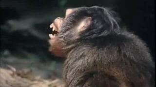 The real life Tarzan